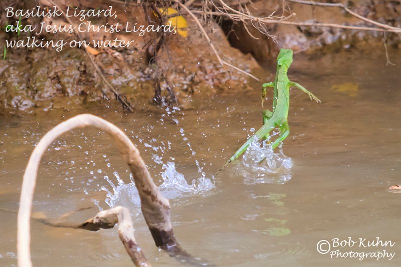 IMG_6229-IMG_6480-Basilisk_Lizard-Rio Frio.jpg